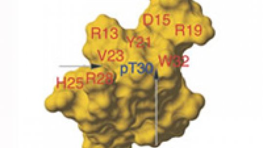 La ubitiquina ligasa con la posición T30 fosforilada (marcada en azul y señalada por las flechas) no se une a la proteína LMP2A.