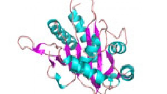 Structure of the UL89  protein, which could be a valid target against all Herpesviridae (c) Lab Miquel Coll.