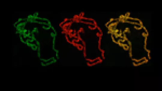 Localization of ROW (green) and WOC (red) proteins in the chromosomes. In the image in yellow, it is shown how both proteins localize in the same places.