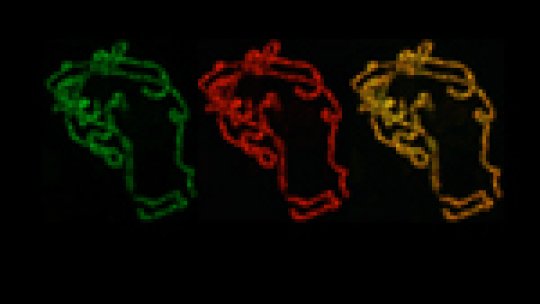 Localization of ROW (green) and WOC (red) proteins in the chromosomes. In the image in yellow, it is shown how both proteins localize in the same places.