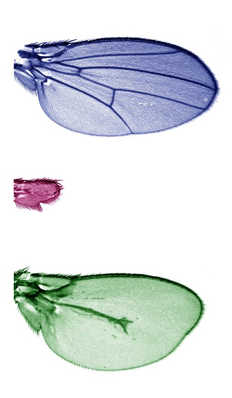 The Drosophila fly brings to light the role of morphogens in limb ...