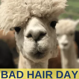 bad hair day