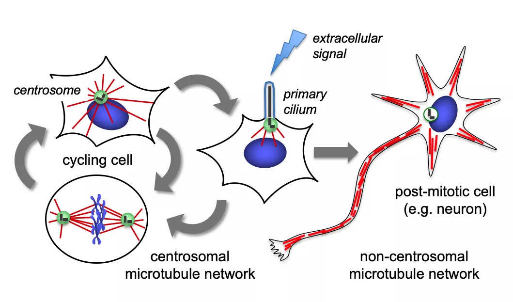 Microtubule organization proliferation differentiation